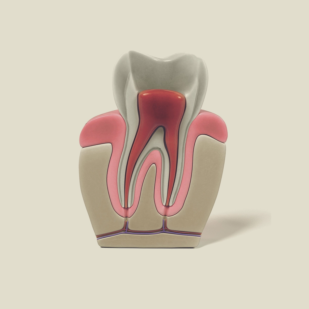 Cross-sectional view of a tooth showing internal structure, with red depicting the nerve and pulp, encapsulated in a translucent white enamel and dentin layer.